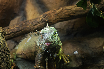 Image showing cute green iguana portrait