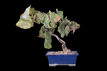 Image showing decorative hazel bonsai on dark background