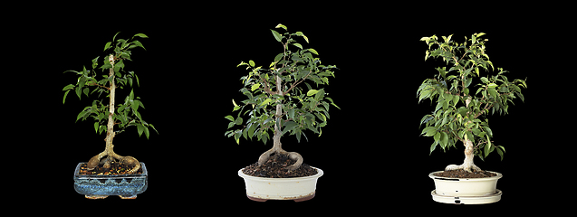 Image showing Ficus benjamina bonsai development