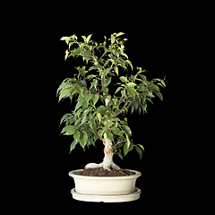 Image showing Ficus benjamina bonsai on dark background