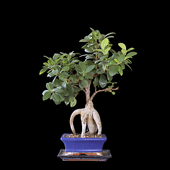 Image showing ficus ginseng  over dark background