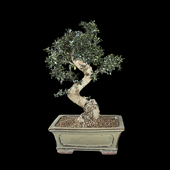 Image showing olive bonsai over dark background