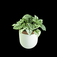 Image showing polka plant isolated on dark background