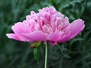 Image showing Pink double flowered peony