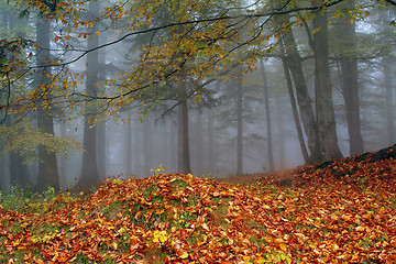 Image showing forest