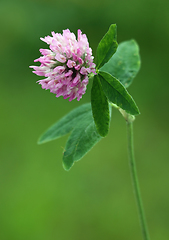 Image showing Red Clover Flower