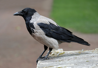 Image showing City hooded crow