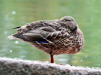 Image showing Wild duck on a pond shore