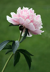 Image showing Double flowered peony