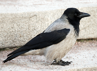 Image showing City hooded crow