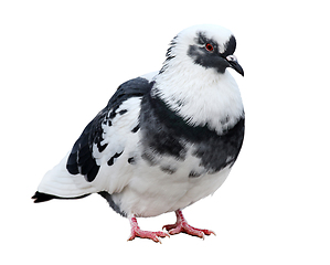 Image showing Beautiful common pigeon