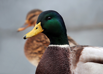 Image showing Side view of wild duck