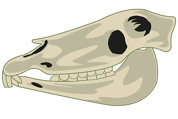 Image showing Skull animal horse on white background is insulated