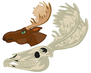 Image showing Skull and head moose on white background is insulated