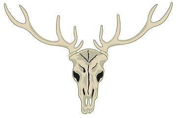 Image showing Skull of the wildlife deer with horn