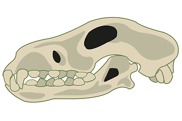 Image showing Skull pets dog on white background is insulated