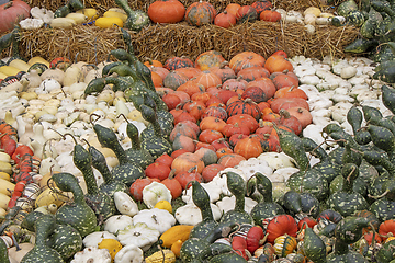 Image showing A bunch assorted gourds, zucchini, pumpkin and winter squash