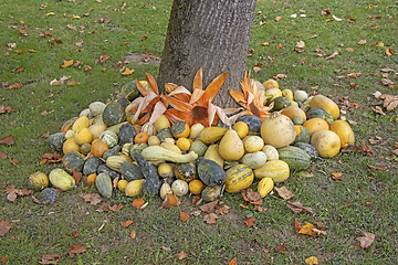 Image showing A bunch assorted gourds, zucchini, pumpkin and winter squash