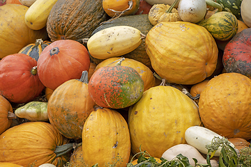 Image showing A bunch assorted gourds, zucchini, pumpkin and winter squash