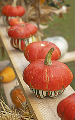 Image showing A bunch assorted gourds, zucchini, pumpkin and winter squash