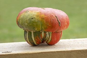 Image showing Small cute decorative pumpkin up close