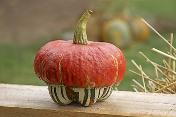 Image showing Small cute decorative pumpkin up close
