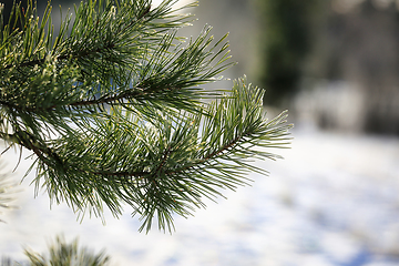 Image showing Pine Needles in Winter