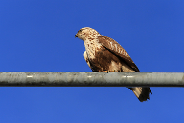 Image showing Buteo lagopus, Rough-legged Buzzard