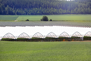 Image showing Greenhouse or Tunnel for Growing Strawberry