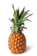 Image showing Single pineapple stands isolated on a white