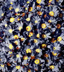 Image showing Grey Daisy Flowers Background