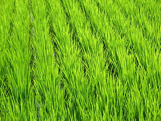 Image showing Luscious green wheat field