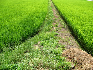 Image showing Pathway in the middle of a field