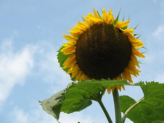 Image showing Sunflower - Here's looking at you