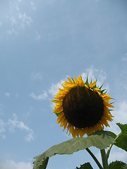 Image showing Sunflower against blue sky