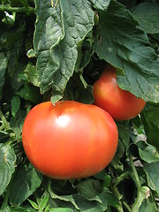 Image showing Red tomatoes hanging on the plant