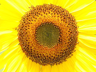 Image showing Closeup Sunflower