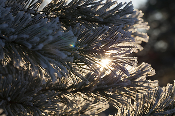 Image showing Pines in the frost