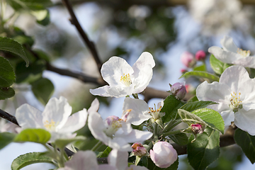 Image showing White apple flowers in May