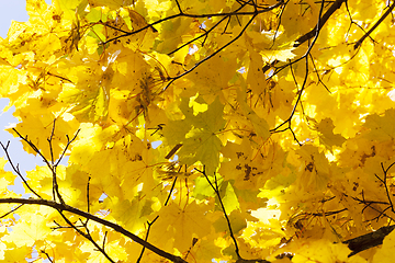 Image showing yellowed maple trees in autumn