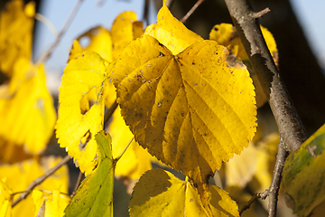 Image showing yellowed foliage of a linden