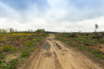 Image showing trees after the hurricane