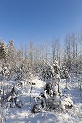 Image showing Trees in winter