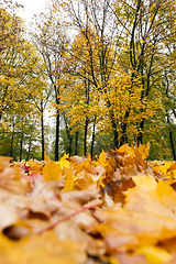 Image showing yellowed maple trees in autumn