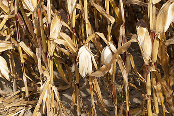 Image showing Field corn, agriculture