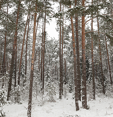 Image showing Trees in the forest in winter