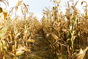 Image showing Ripe yellow corn