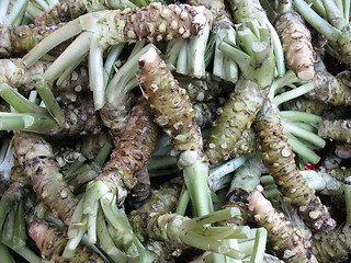 Image showing Wasabi root background