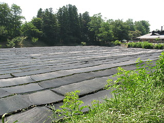 Image showing Wasabi Farm in Japan