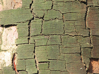 Image showing birch bark 